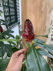 Costus spiralis