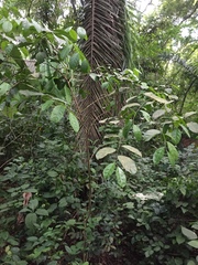 Dactyladenia barteri