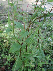Epilobium roseum