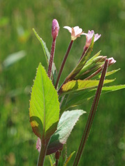 Epilobium adenocaulon