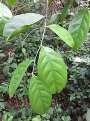 Dactyladenia barteri