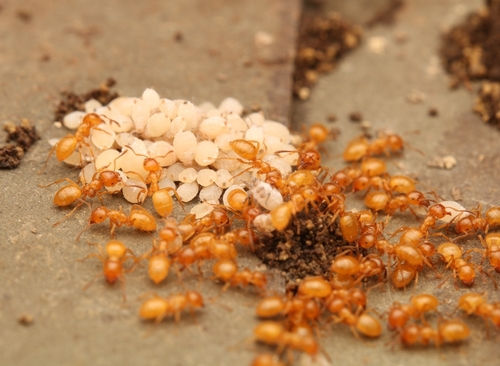 Common Citronella Ant photo 5