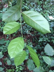 Dactyladenia barteri