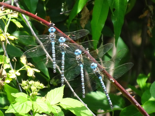 Spatterdock Darner photographed in Michigan