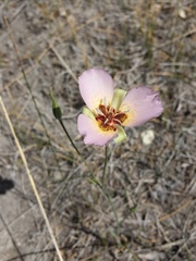 Calochortus palmeri