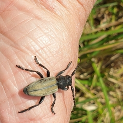 Dorcadion fuliginator