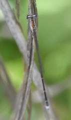 Nehalennia pallidula