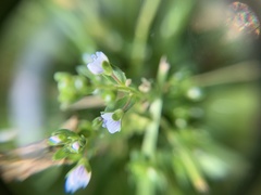 Veronica serpyllifolia