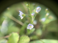Veronica serpyllifolia
