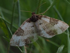 Melanthia procellata