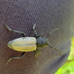 Dorcadion fuliginator