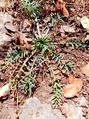 Plantago coronopus cupanii