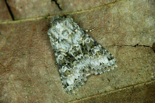 Broad-barred White, photo 2 of 10