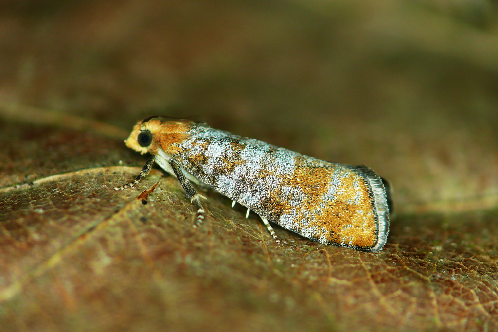 Pine Bud Moth