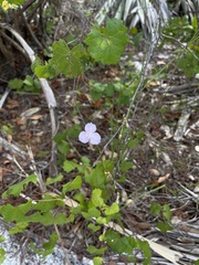Callisia ornata