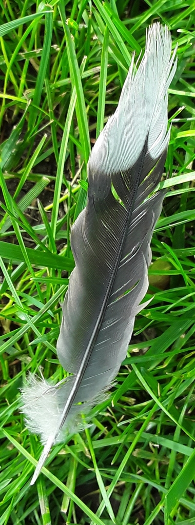 mourning-dove-from-maryland-st-missouri-st-indianapolis-in-46225