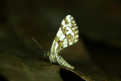 Narraga fasciolaria