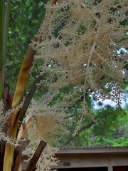 Thrinax