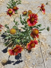 Gaillardia × grandiflora