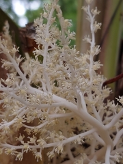 Thrinax