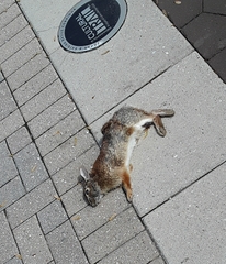 Sylvilagus floridanus