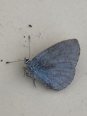 Celastrina argiolus