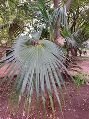 Thrinax