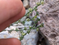 Lappula occidentalis cupulata