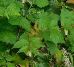 Prosartes smithii