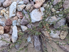 Lappula occidentalis cupulata