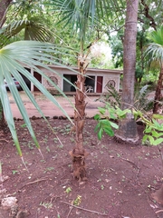 Thrinax