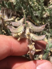 Astragalus andersonii