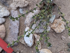 Lappula occidentalis cupulata