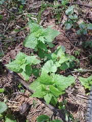 Lamium maculatum
