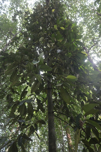 Myristica magnifica observed 2021-11-27