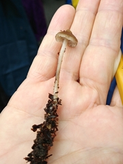 Mycena plumipes