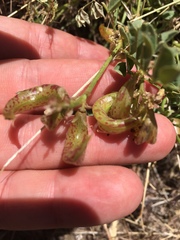 Astragalus iodanthus