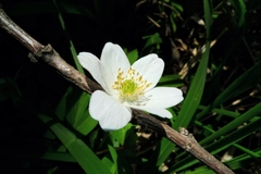 Anemonoides nemorosa