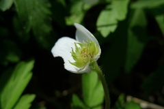 Anemonoides nemorosa