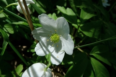 Anemonoides nemorosa