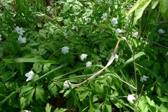 Anemonoides nemorosa