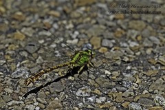 Ophiogomphus rupinsulensis