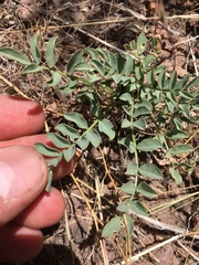 Astragalus iodanthus