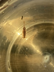 Eubranchipus vernalis