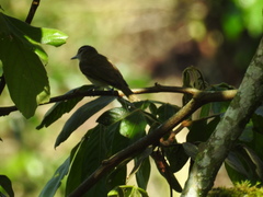 Vireo chivi