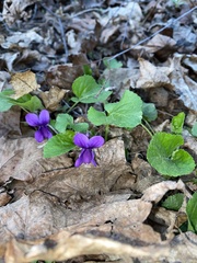Viola odorata