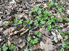 Viola odorata