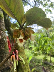 Drymonia macrophylla