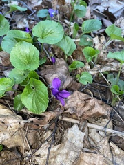 Viola odorata