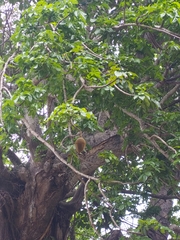 Adansonia digitata